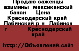       Продаю саженцы азимины (мексиканский банан). › Цена ­ 500 - Краснодарский край, Лабинский р-н, Лабинск г.  »    . Краснодарский край